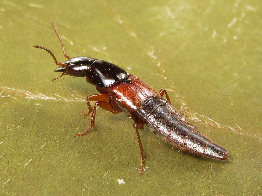 Staphylinidae: Quedius picipes??